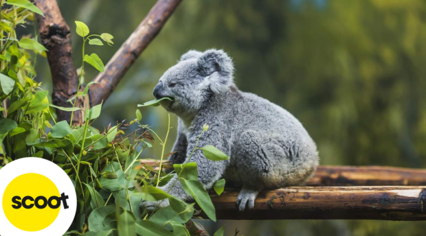 Khu-bao-ton-gau-Koala-Lone-Pine 