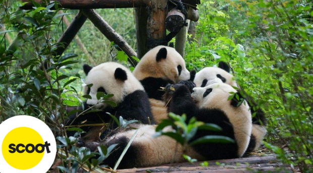 cong-vien-panda-thanh-do