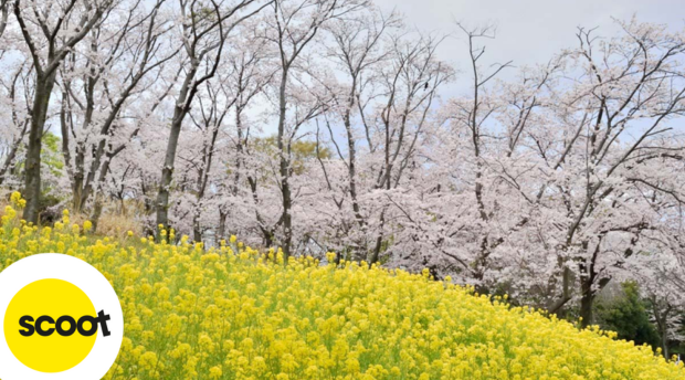 cong-vien-rung-Negishi