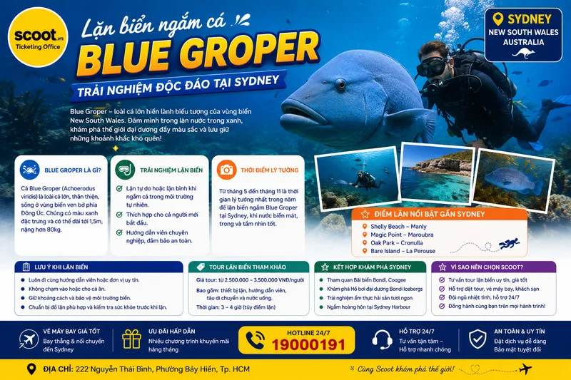 Kinh nghiệm du lịch Sydney nên đi lặn biển ngắm cá blue groper
