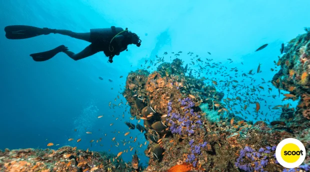 Lặn biển tại Bluetribe Moofushi